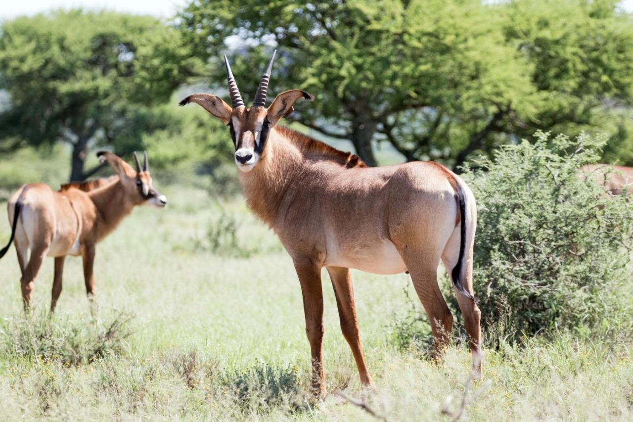 Wag N Bietjie Bush Lodge Heuningneskloof 외부 사진